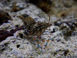 common shrimp by Aksems Kuzucu 